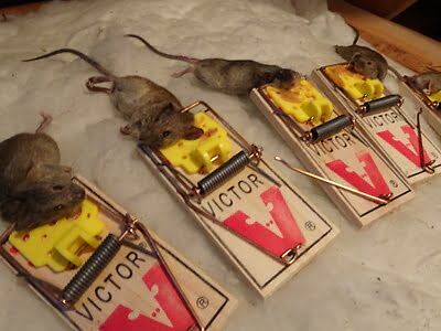 mouse trapping